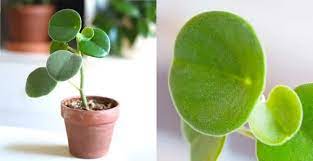 Check spelling or type a new query. Peperomia Incana Must Know Care Tips