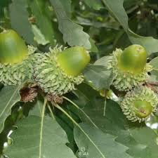 Image result for Necepsia castaneifolia
