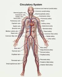 Circulatory System In 2020 Human Anatomy And Physiology Anatomy And Physiology Human Anatomy