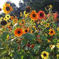 Growing from seed also requires careful attention to lighting and temperature requirements, and use of very particular soil. Autumn Beauty Sunflowers Bloom In Sunset Colors Home And Garden Victoriaadvocate Com