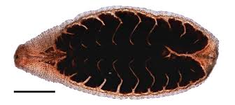 Image result for Gilgiochloa