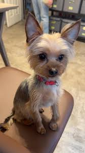 Everyone, take a deep breath! There's a specific reason Little Bear gets  his summer haircut 🐻