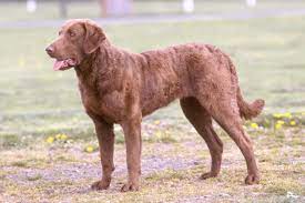 Chesapeake bay retriever breed guides are your source for chesapeake bay retriever photos, profiles and information about the how to find a chesapeake bay retriever. Chesapeake Bay Retriever Puppies For Sale From Reputable Dog Breeders