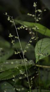 Image result for Pseudechinolaena polystachya