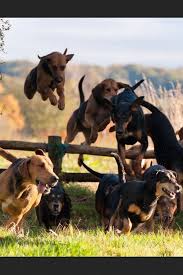 Pin By The Castleton House On Horses In Sport The Fox And The Hound Dogs Hound Dog