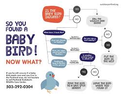 How To Help Sick Baby Birds Portland Audubon