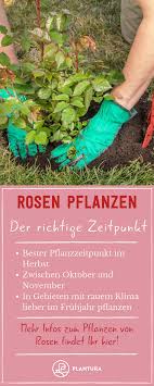 Rosen Pflanzen Der Richtige Zeitpunkt Leider Kann Man Die Blumenkonigin Nicht Einfach Das Ganze Jahr Uber Pflanzen So Pflanzen Rosen Pflanzen Rosenpflanzen
