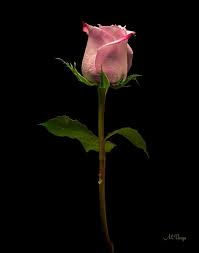 Black Background With Rose Petals Pin Ot Polzovatelya Ivanka Kostova Na Doske Rasteniya Chajnye Rozy Rozovye Pochki Gibridnye Chajnye Rozy