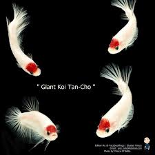 Item Fwbettashm1469558404 Giant Koi Tan Cho By Prince Of Betta Ends Tue Jul 26 2016 01 40 04 Pm Cdt Betta Halfmoon Betta Betta Fish