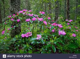 Image result for images of Manning Park BC Rhododendrons