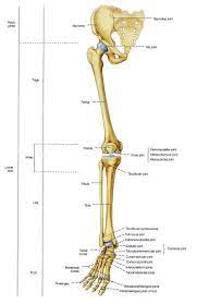 Select from premium hip diagram of the highest quality. Pin By Emely Cale On Figure Anatomy Leg Anatomy Bones Leg Anatomy Skeleton Anatomy