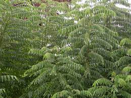 The curry leaf tree (murraya koenigii) is a small bush or tree that only grows 13 to just under 20 feet (4 to just under 6 m.) in height. Curry Tree Wikipedia