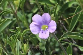 Image result for Barleria lancifolia