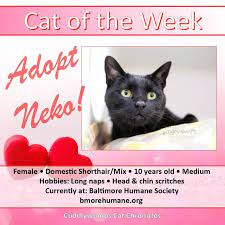 Cat Of The Week Adopt Neko Cat Adoption Cats Neko