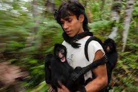 Maybe you would like to learn more about one of these? Peruvian Spider Monkey Search Science Photo Library