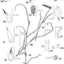Image result for Brachychloa schiemanniana