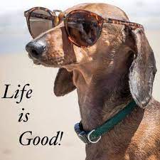 Maybe you would like to learn more about one of these? St Pete Beach Veterinary Clinic 6605 Gulf Boulevard Saint Pete Beach Reviews And Appointments Topvet