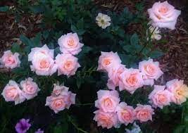 If roses are planted by and serviced by witherspoon rose culture, your plants are guaranteed for 12 months. Cutie Pie Miniature Rose Orange Peach Pink Yellow Rose Miniature Rose Yellow Roses Peach Pink