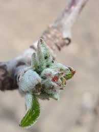 Dezvoltarea si fructificarea pomilor este influentata de factori de ereditate si factori ecologici. Stropirile Cu Ulei Horticol In Perioada De Repaus Vegetativ Beneficii Doze