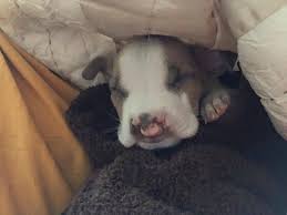 Can you find dogs on craigslist? Puppy With Cleft Palate Rescued Off Of Craigslist Pet Rescue Report