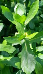 Image result for Enydra