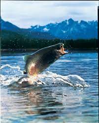 Rainbow Trout Pictures Free Chef Magazine Clear Springs Trout Named To Super Green List Trout Fishing Tips Trout Fishing Trout Fishing Lures