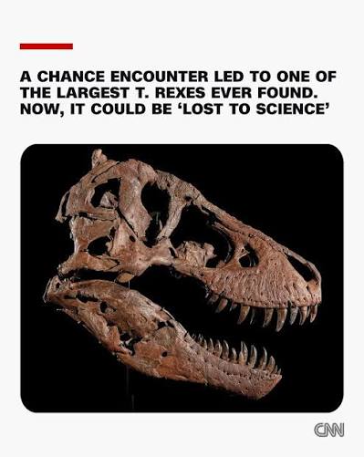 A large T. rex skeleton nicknamed "Gus" is set to be auctioned at Sotheby's  in New York City, when it could become the world's most expensive fossil.  But Gus' sale, likely into