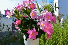 Image result for mandevilla obrázek