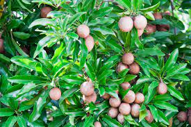 Its fruit is eaten in many latin american countries. Sapota Fruit On Tree Stock Photo Picture And Royalty Free Image Image 11802598