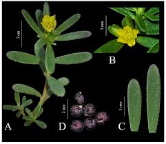 Image result for Portulaca foliosa