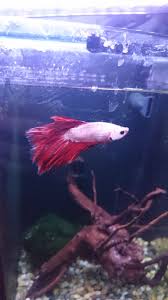 Male Betta Fish For Sale Chelmsford Essex Pets4homes