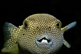 Cara racun ikan dengan bahan alami. 5 Fakta Unik Ikan Buntal Ada Bisa Membesar Hingga 3 Kali Ukuran Asli