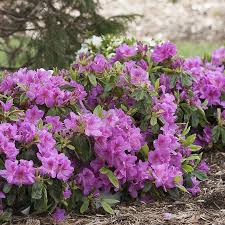 Bloom A Thon Lavender Azalea Azalea Shrub Azaleas Shrubs