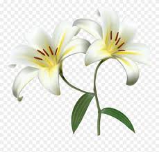 Free Png Download White Lilium Flower Decorative Transparent Lily Clip Art Transparent Background Is Selected White Lily Flower Lilium Flower Blue Flower Png