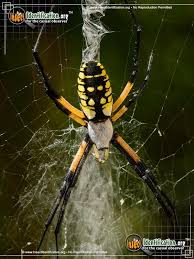 Black And Yellow Striped Spider Black And Yellow Garden Spider Joyeria