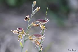 Image result for Gladiolus permeabilis