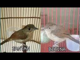Anjing jantan dan betina dapat bersikap penuh kasih sayang, defensif, aktif, dan tenang. Cara Membedakan Flamboyan Jantan Dan Betina Youtube