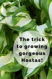Fransen hostas, the #1 gardening and hosta plants nursery in europe.the hosta catalogue offers over 1001 hostas. How To Grow Amazing Hostas Feathers In The Woods