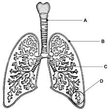 What are the 3 things that plant cells have extra that animal cells don't. Https Www Rewardinglearning Org Uk Common Includes Microsite Doc Link Aspx Docid 21216 1
