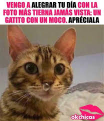 A Alegrar Tu Dia Expertoanimal Mundoanimal Reinoanimal Animales Naturaleza Mas Humor Divertido Sobre Animales Memes De Animales Divertidos Meme Gato