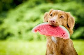 Les 15 Fruits Et Legumes Dangereux Pour Les Chiens Et Les Chats