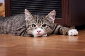 Kedilerde Zehirlenme Ve Belirtileri Kedi Blog