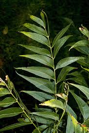 Image result for Sapindus saponaria