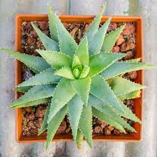 We did not find results for: The Small Different Types Of Cactus Plants Stock Photo Picture And Royalty Free Image Image 35586441