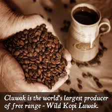 Cluwak The World S Largest Koi Luwak Producer Gourmet Coffee Beans Organic Coffee Coffee Addict
