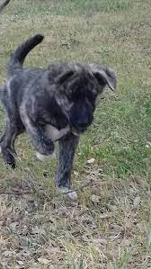 We did not find results for: Pastore Fonnese Mischling Nuccio Rude Zuhause Gefunden Saving Dogs De Happy Ends Archiv Von Zergportal De