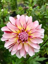 Pin Di Dahlia Garden