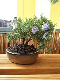 Image result for rosemary bonsai