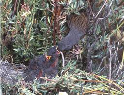 Image result for Spragueanella