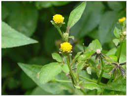 Image result for Bidens pilosa